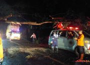 Pohon Karet Tumbang Tutup Jalan, Lalu Lintas Banjar Macet Total