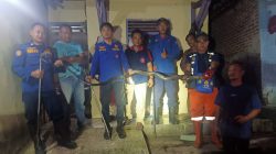 Damkar Banjar Evakuasi Ular King Cobra Sepanjang 4 meter