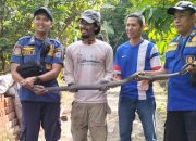 Ular Kobra Masuk Area Permukiman, Petugas Damkar Banjar Turun Tangan