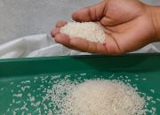 KPM Keluhkan Kondisi Beras Bantuan Pangan, Minta Kualitas Diperhatikan