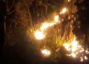 Si Jago Merah Mengamuk di Gunung Sangkur, 1 Hektare Lahan Hangus