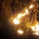 Si Jago Merah Mengamuk di Gunung Sangkur, 1 Hektare Lahan Hangus