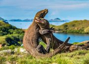 Menjelajahi Pulau Komodo, Destinasi Eksotis untuk Eksplorasi Komodo
